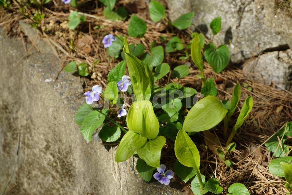 꽃,봄,보라색,식물,초로색,식물,자연,plants,nature
