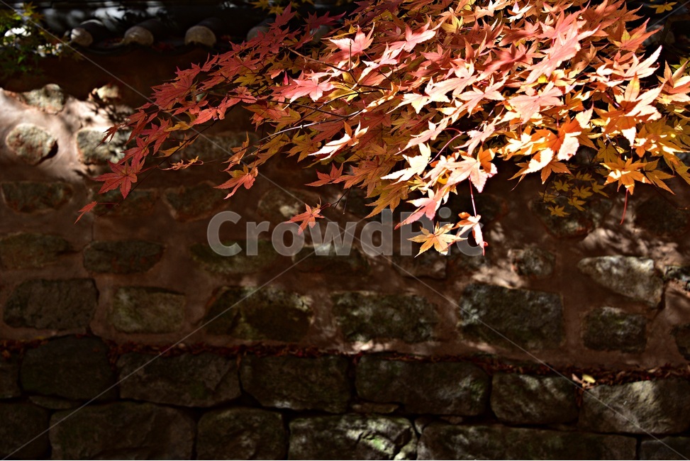 가을단풍,단풍,풍경,감성,단풍나무,꽃단풍,가을,계절,fall,autumn,season,leaf,잎,plant,식물,tree,나무