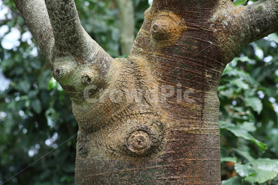 바오밥나무,바오밥,바오바브,나무,baobab,나무껍질,수피