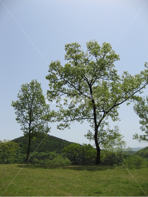 자연,나무,식물,하늘,목초지,옥외,tree,plant,들,grassland