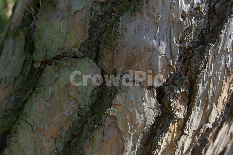 나무,나무껍질,껍질,자연,식물,딱딱한,tree,bark,plant,nature,나무,trees,wood