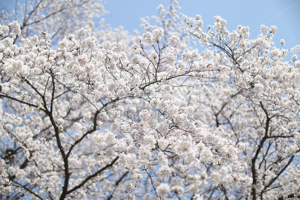벚꽃,꽃,flower,blossom,cherryblossom