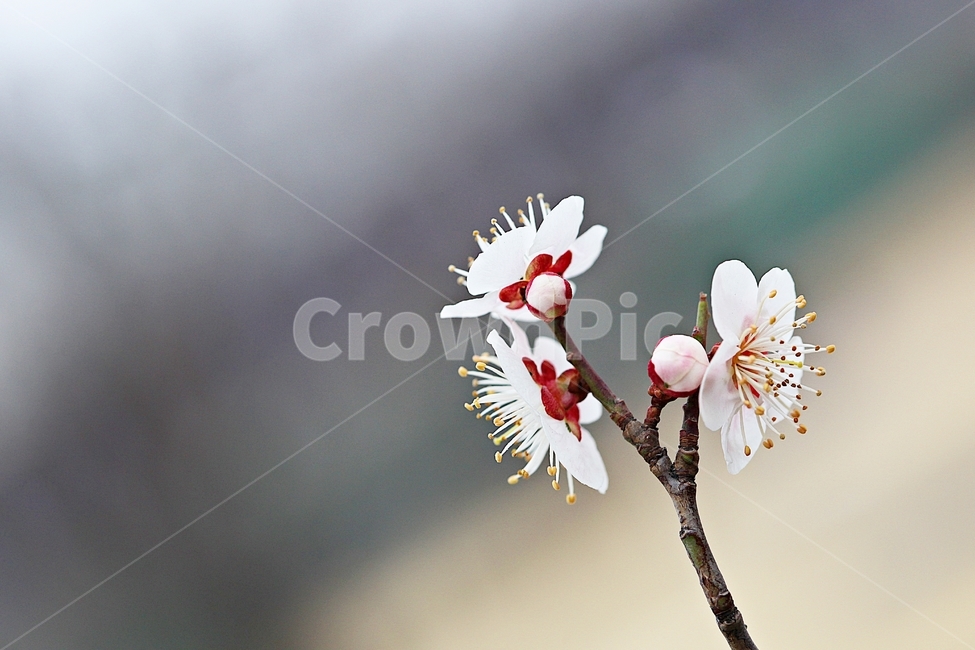 살구꽃,꽃,살구나무,자연,배경,봄,계절,spring,season,식물,자연,plants,nature,꽃,flower,plant