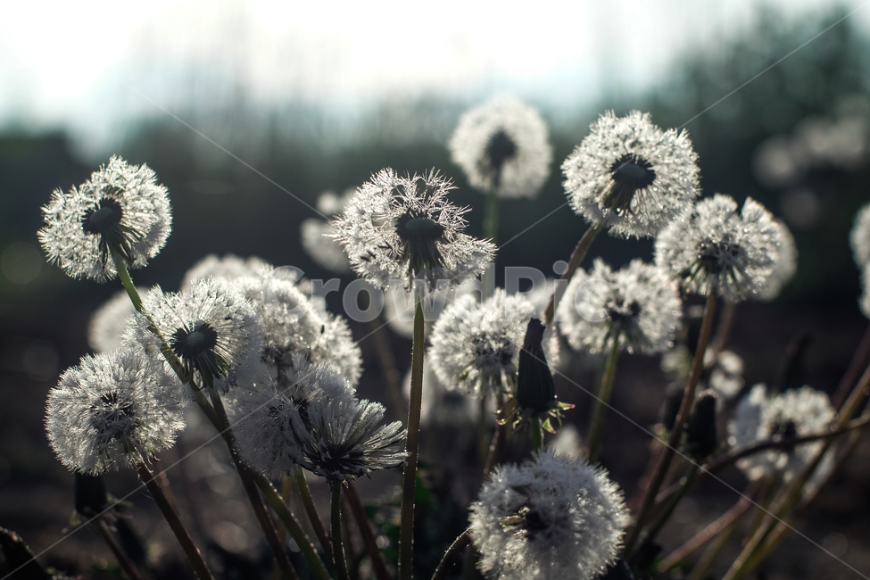 민들레꽃,민들레,민들레홀씨,민들레씨,징그럼,접사,민들레만들레,식물,자연,plants,nature,꽃,flower