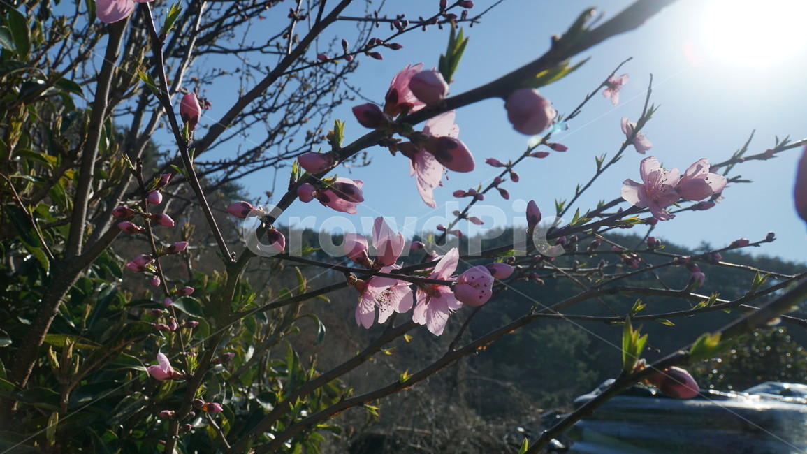식물,꽃,flower,벚꽃,분홍색꽃,벚나무