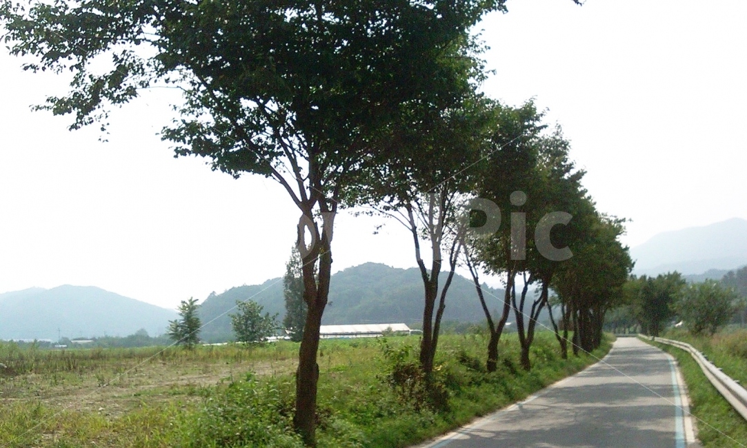 길,자전거길,산책로,시골길,가을,자연,풍경,nature,landscape,한국자연풍경,한국자연경관,korea nature landscape,시골,마을,country,rural,town,식물,plants,나무,trees,wood,교통,교통수단,traffic,transportation,plant,tree,tree trunk,나무 줄기,outdoors,옥외