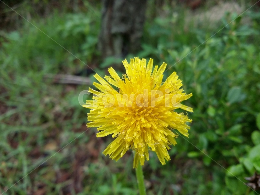 식물,plant,flower,꽃,자연,식물,자연,plants,nature