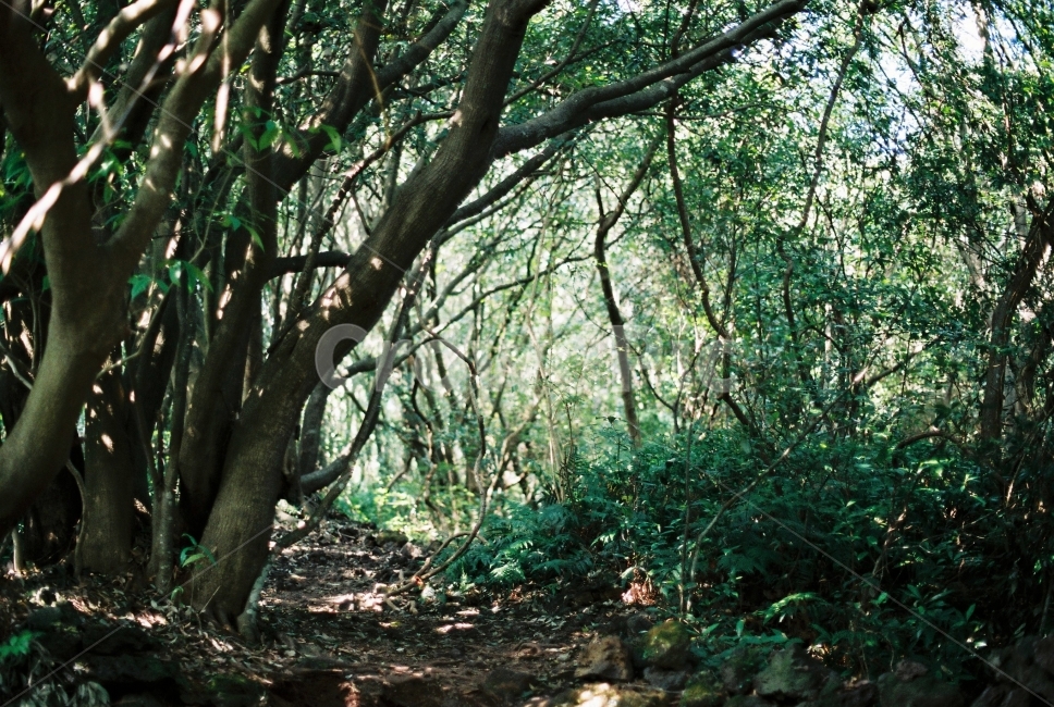 필름사진,제주,곶자왈,곶자왈도립공원,나무,자연,풍경,nature,landscape,식물,plants,나무,trees,wood,휴식,힐링,rest,relaxation,healing,vegetation,초목,plant,tree,woodland,삼림지,forest,숲,outdoors,옥외,land,땅