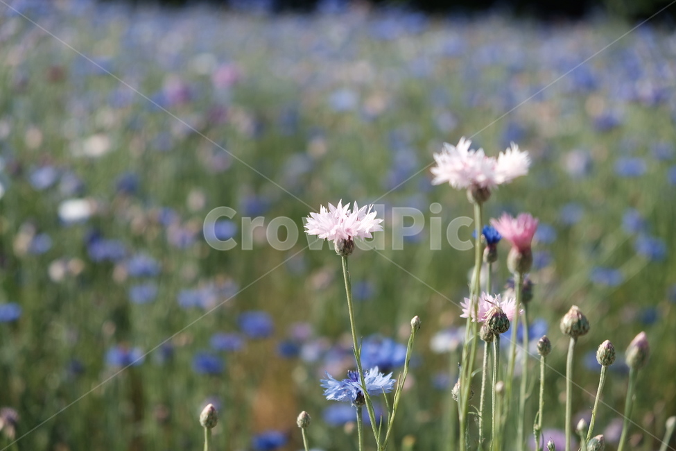 들꽃,꽃,야생화,flower,wildflower,꽃밭
