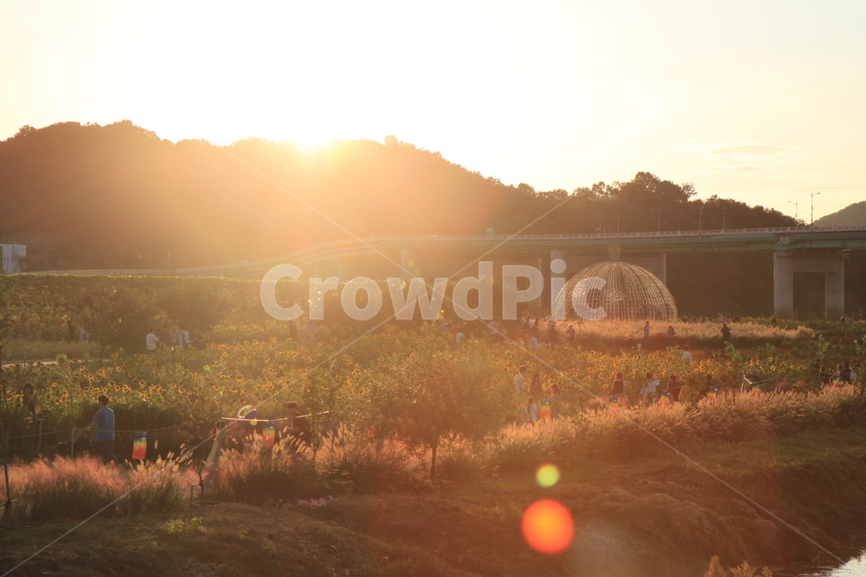 꽃,햇살,축제,공주,노을,빛,light,sunlight,person,햇빛,인간