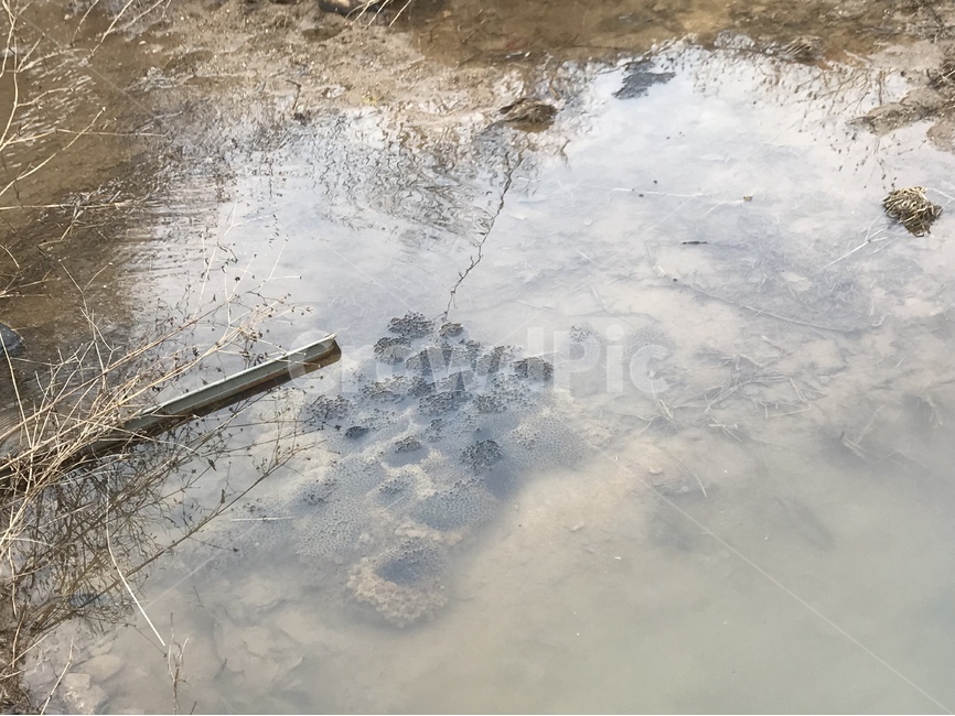 개구리알,경칩,동물,자연,시골,부화,알,자연,풍경,nature,landscape,puddle,흐리게 하다
