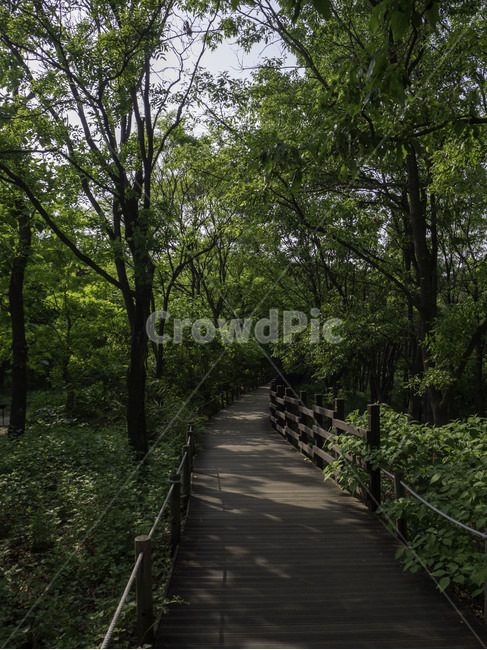 대구수목원,수목원,botanicalgarden,나무길,길,숲길,자연,nature,tress,나무,자연,풍경,nature,landscape,boardwalk,산책로,bridge,다리,building,건물