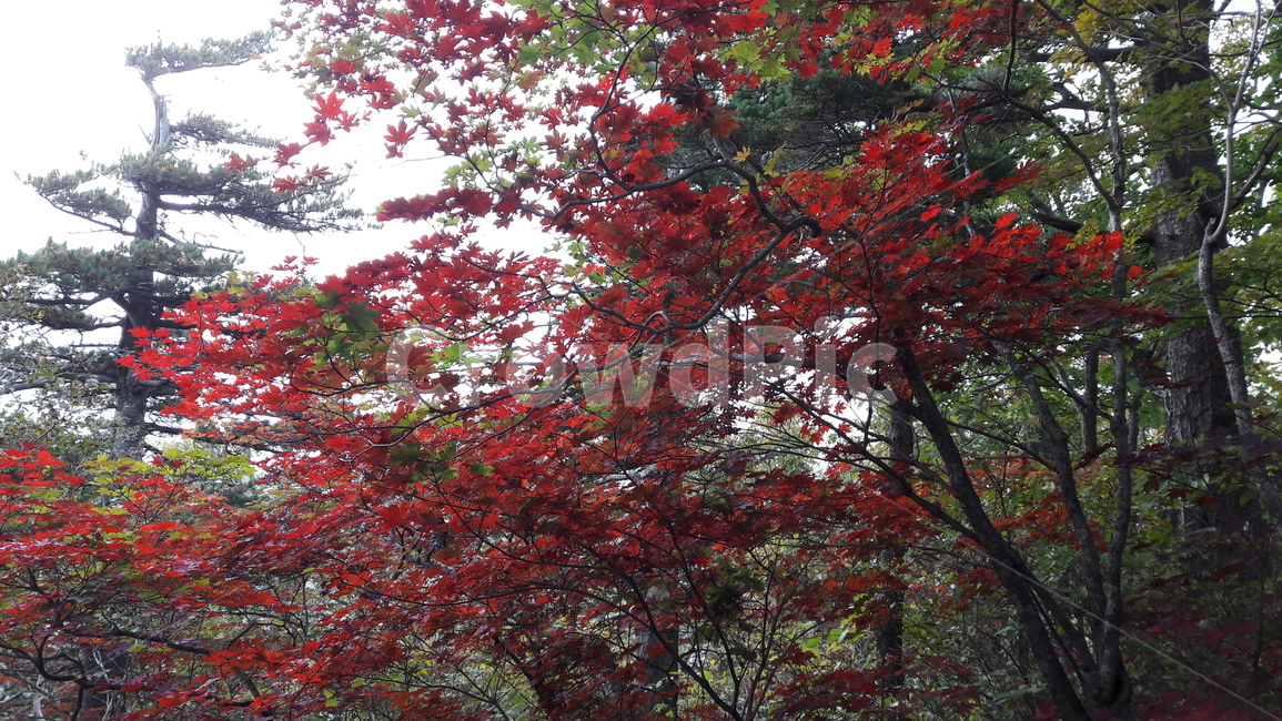 설악산,소청,수렴동계곡,단풍,가을,가을,계절,fall,autumn,season,자연,풍경,nature,landscape,leaf,잎,plant,식물,tree,나무,maple