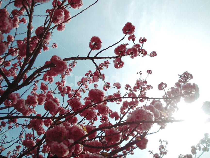 분홍꽃,분홍,나무가지,식물,자연,야외,하늘,pink,nature,sky,봄,계절,spring,season,식물,자연,plants,nature,꽃,flower,plant,blossom