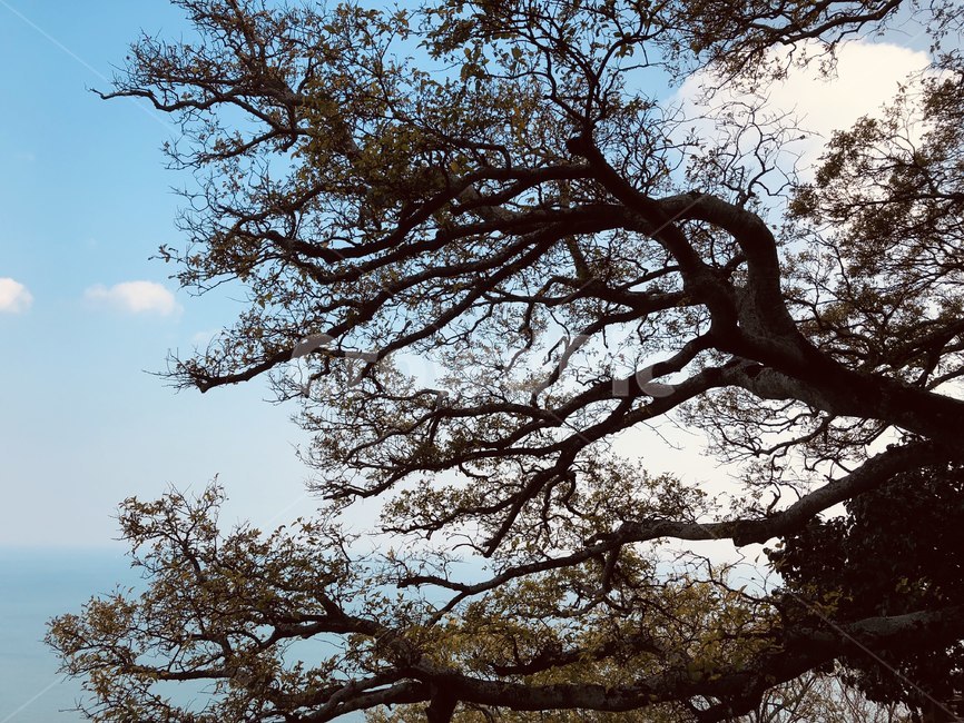 나무,하늘,구름,나뭇가지,청량한하늘,식물,자연,plants,nature,나무,trees,wood