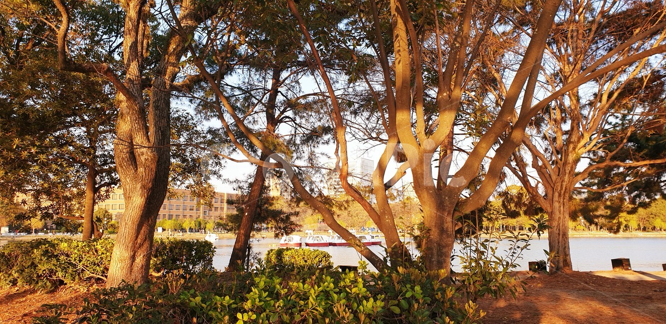 공원,나무,호수,노을,풍경