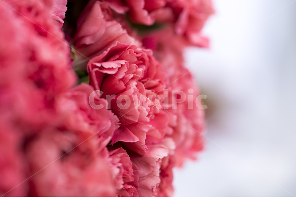 카네이션,어버이날,스승의날,접사,매크로,꽃,핑크,칼라,식물,bloom,식물,자연,plants,nature,꽃,flower,가족,패밀리,family,기념일,축하,anniversary,congratulation,celebrate,celebration,교육,학교,공부,education,learning,study,school