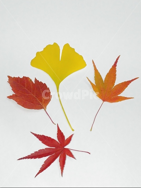 가을,단풍,나뭇잎,단풍잎,낙엽,잎,leaf,식물,나무