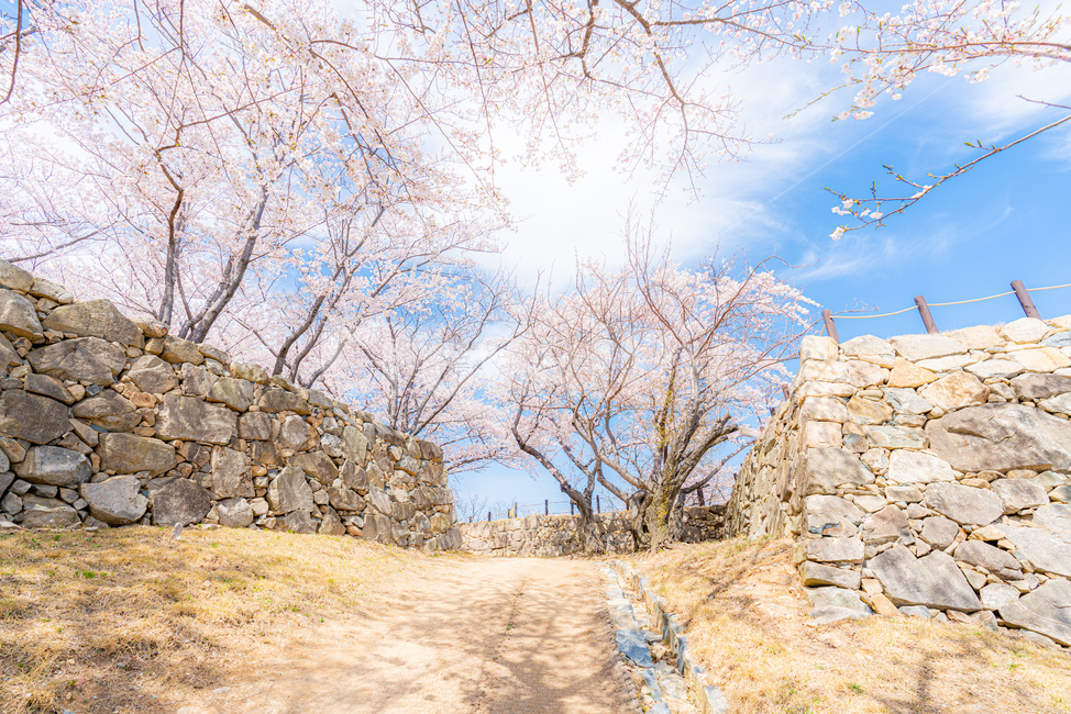cherryblossom,cherry,background,season,pink,natural,nature,blossom,plant,beautiful,flower,spring,tree,bloom,fullbloom,벚꽃,버찌,벚나무,배경,벚꽃시즌,분홍,핑크,자연,식물,아름다움,꽃,봄,나무,만개,clear,fine,sky,skybackground,soft,청명한,하늘,하늘배경,봄,계절,spring,season