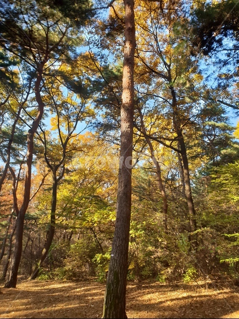 가을풍경,단풍,단풍놀이,가을감성,소나무,융릉,건릉,산책로,숲,나무,낙엽,식물,자연,plants,nature,나무,trees,wood