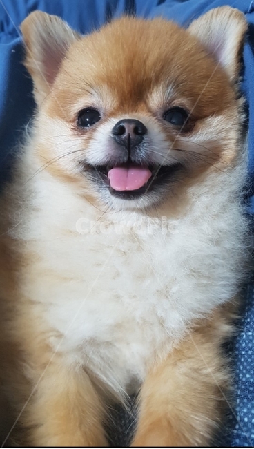 dog,개,puppy,강아지,동물,동물,animal,포유류,mammal,개,강아지,dog,doggy