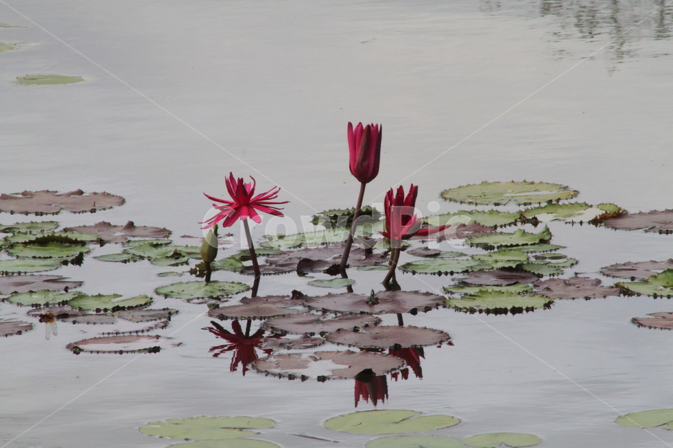 연,수련,꽃,식물,waterlily,식물,자연,plants,nature,꽃,flower