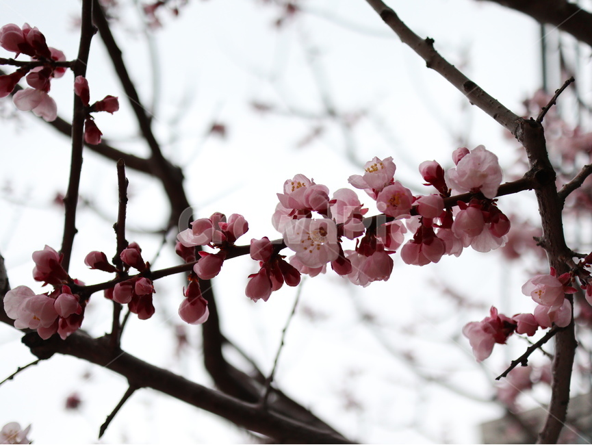 노란꽃,개나리,노란색,꽃,봄,봄,계절,spring,season,식물,자연,plants,nature,꽃,flower,plant,blossom