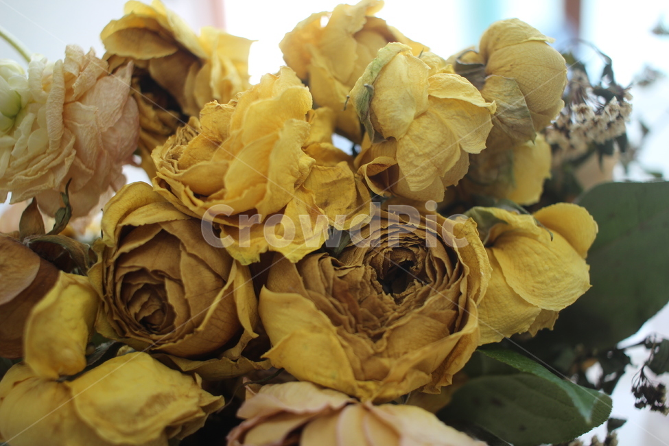 plant,식물,꽃,드라이플라워,장미,rose,flower,꽃다발,노란장미,yellowrose