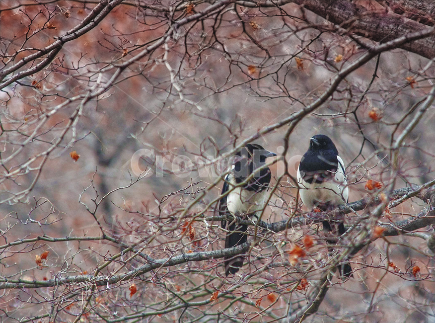 까치,시골풍경,귀한손님,새,길조,동물,animal,조류,새,birds