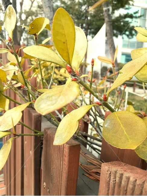 식물,plant,잎,leaf,봄