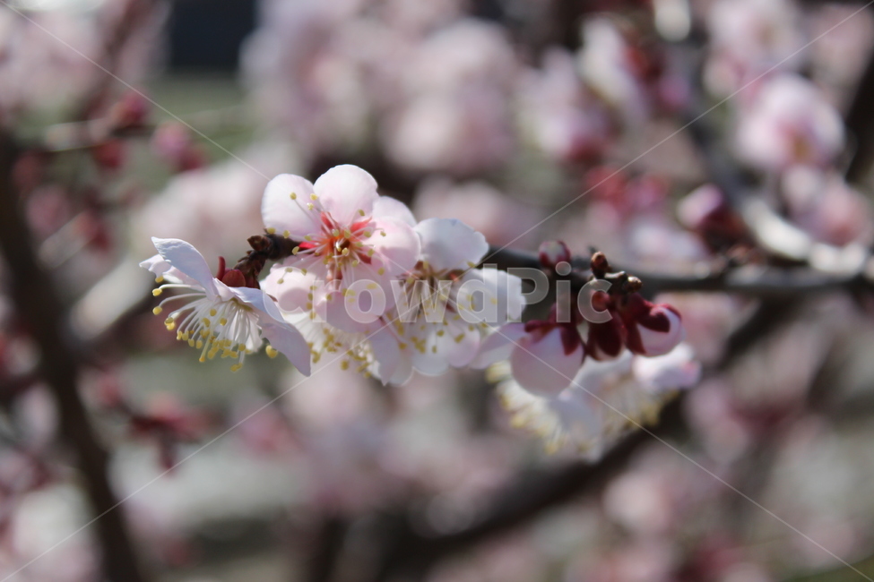 꽃,봄,spring,계절,꽃나무,flower,plant,식물