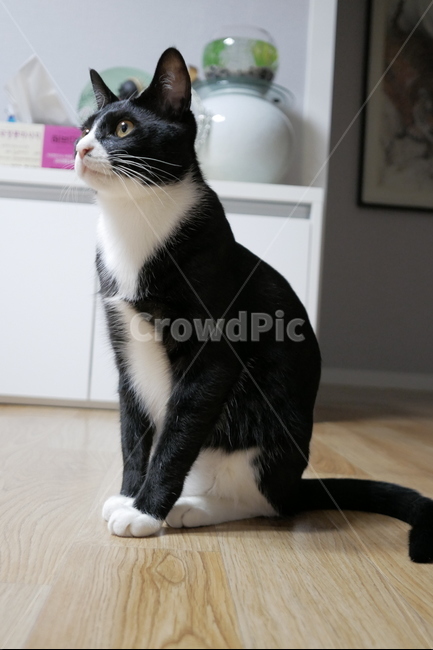 고양이,동물,얼굴,표정,개냥이,귀여운,동물,animal,포유류,mammal,고양이,cat,kitten,kitty