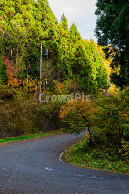 단풍,가을,식물,붉은,자연,풍경,산,일본,이바라키,계절,fall,낙엽,season,가을,계절,fall,autumn,season,asphalt,아스팔트,road,도로,tree,나무,plant