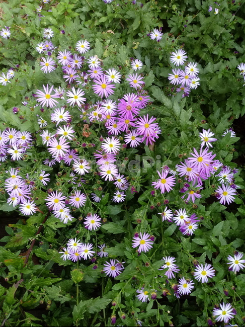 아스타,식물,꽃,flower,plant,(aster,식물,자연,plants,nature,꽃,flower