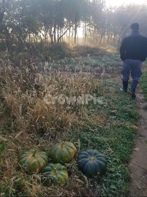 농부,호박,수확,자연,뿌듯함,늙은호박