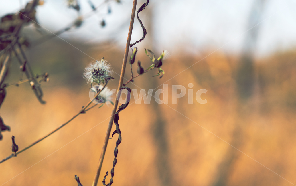 자연,감성,풍경,가을,식물,가을,계절,fall,autumn,season,식물,자연,plants,nature,plant