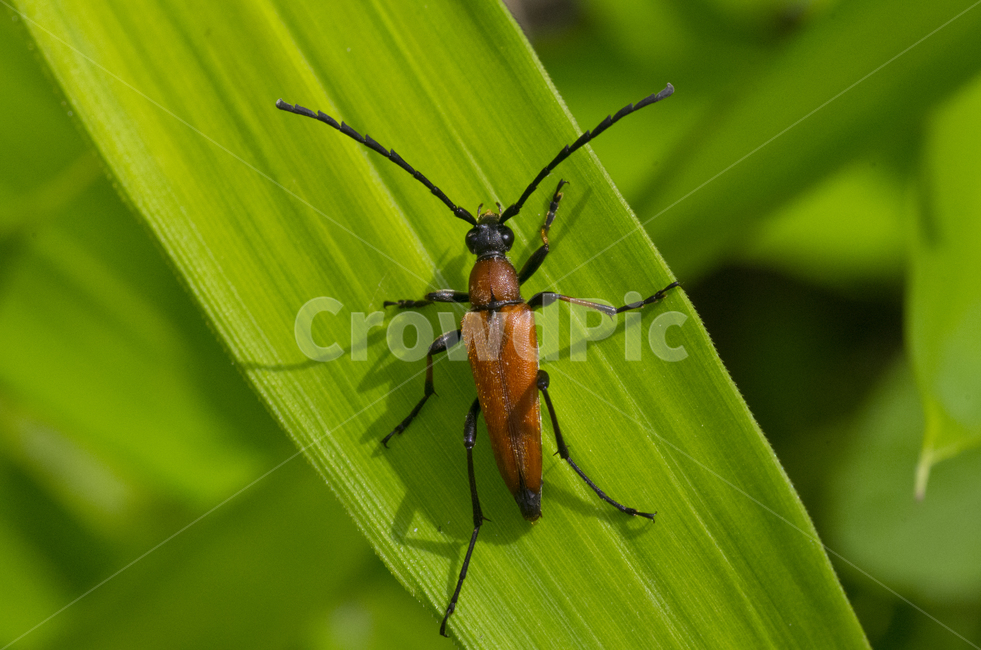 붉은산꽃하늘소,하늘소,곤충,여름,벌레,가을곤충,여름곤충,곤충,벌레,insect,bug