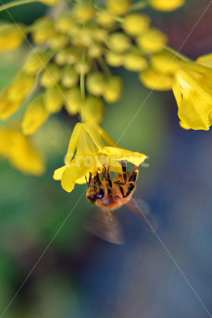 bee,honeybee,벌,꿀벌,유채꽃,꽃,flower,곤충,곤충,벌레,insect,bug