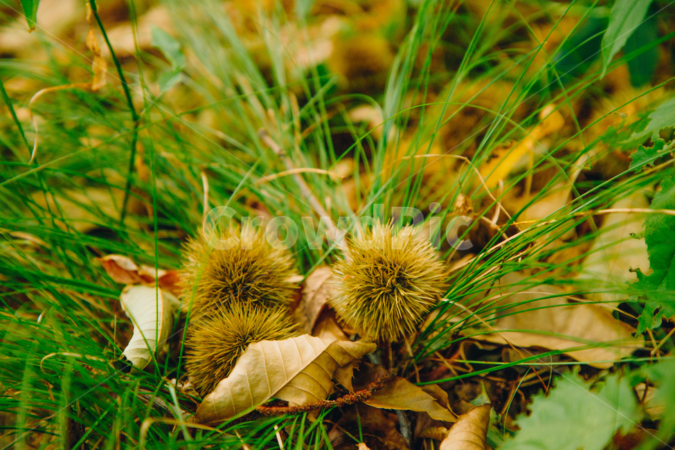밤,밤송이,알밤,낙옆,가을,추석,나뭇잎,풀잎,단풍,명절,가을,계절,fall,autumn,season,자연,풍경,nature,landscape,vegetation,초목,plant,식물,bush,부시