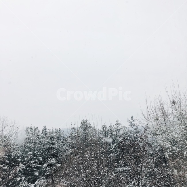 겨울,눈,나무,회색,차가움,차분한,우울한,시린,울적한,눈덮힌,winter,snow,tree,겨울,계절,winter,season,자연,풍경,nature,landscape,outdoors,옥외,plant,식물,fir,전나무