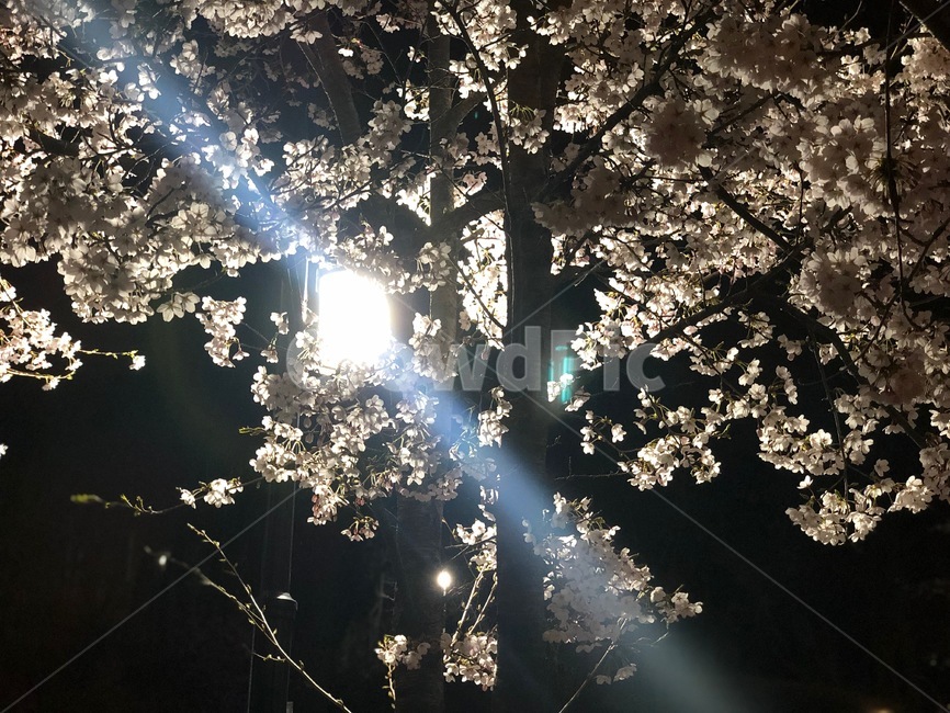 불빛,빛,벚꽃,꽃,봄,밤,봄,계절,spring,season,야경,밤,풍경,nightscape,night,landscape,식물,자연,plants,nature,꽃,flower,flare,플레어,light,plant