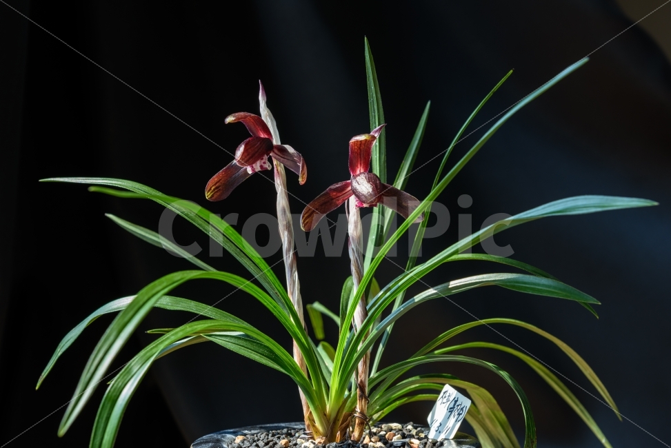 난난꽃,춘난,춘란,식물,봄꽃,자화,식물,자연,plants,nature,꽃,flower