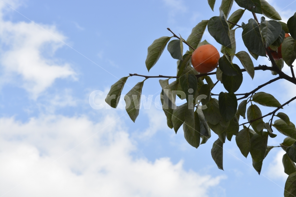 감,감나무,가을,과일,추억,식물,자연,plants,nature,과일,열매,fruit