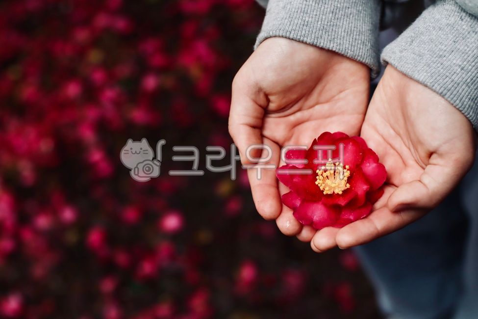 동백꽃,카멜리아,동백,겨울제주,제주동백