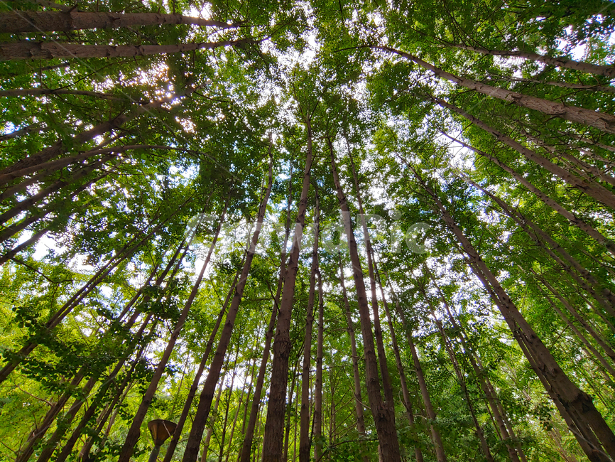 숲,신록,힐링,forest,healing,nature,휴식,청정,공기,무공해,환경,자연,나무,그린,green,초록,그리너리,녹색
