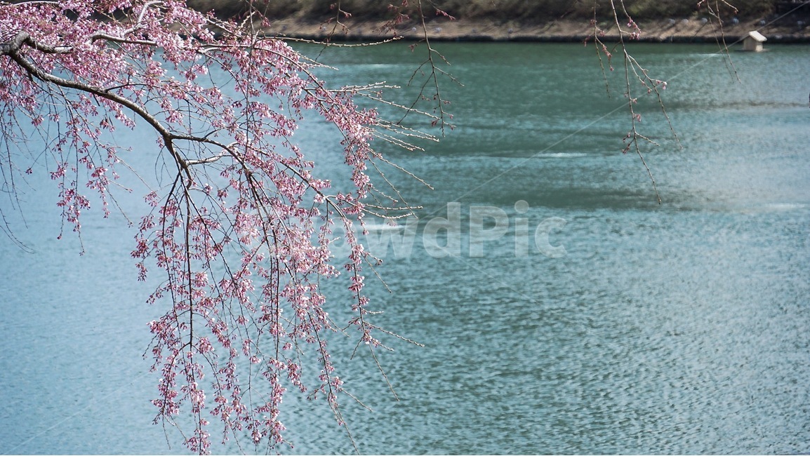 벚꽃,봄,색감,호수,꽃,spring,lake,color,cherryblossom,자연,풍경,nature,landscape,plant,식물