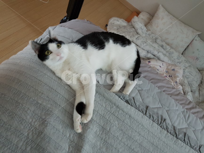 침대,냥이,고양이,바둑이,코리안숏헤어,검정색꼬리