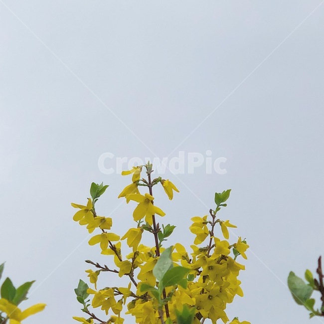 개나리,꽃,봄,하늘,개나리꽃,sky,flower,spring,봄,계절,spring,season,식물,자연,plants,nature,꽃,flower