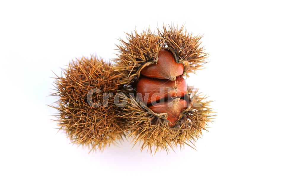 seed,fruit,nut,chestnutbur,spike,fall,macro,natural,thorn,nature,brown,chestnut,food,sharp,pointed,closeup,plant,autumn,burr,bur