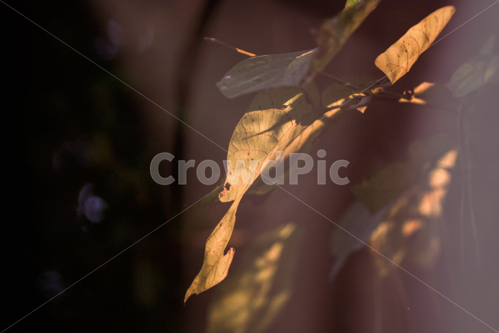 나무,잎,leaf,햇빛,빛,sunlight,light,tree,정물,stationaryobject,stillobject,식물,plant,자연,nature,가을,계절,fall,autumn,season,식물,자연,plants,nature
